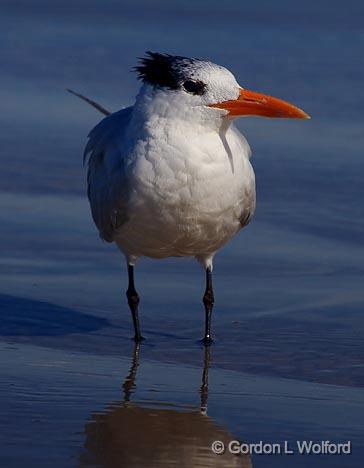 Terned Head_41480.jpg - Photographed along the Gulf coast on Mustang Island near Corpus Christi, Texas, USA.